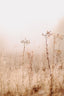 Seasonal Allergies