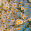 Benefits of Chamomile Tea